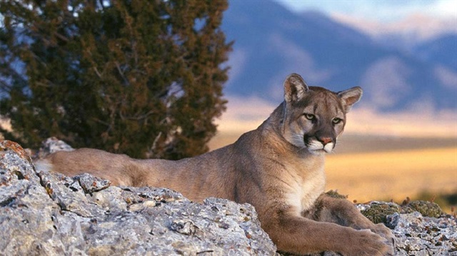 ​The plan calls for the federal agency to conduct trapping and shooting of as many as 45 mountain lions and 75 bears in western Colorado over three years to boost mule deer numbers there.​