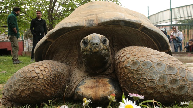 Kaplumbağa "Tuki" 97 yaşına girdi.