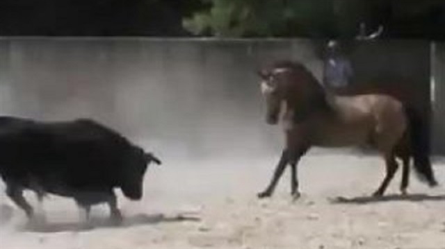 قتال عنيف بين حصان وثور​
