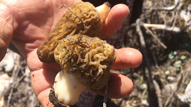 Antalya'da kuzugöbeği mantarı sezonu başladı.