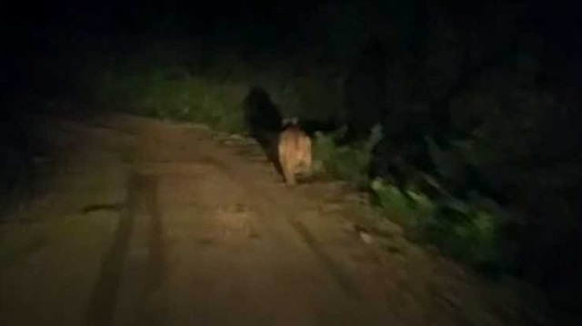 Yerleşim alanlarına kadar inen ayı, yoldan geçenlere korku dakikalar yaşattı. 