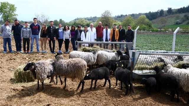 Bursa’nın Yenişehir ilçesinde bulunan damızlık Romanov koyun çiftliğini ziyaret eden öğrenciler, burada ders görerek koyunları yakından tanıma sahibi oldu.

