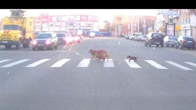​كلب يلقن جروين درسًا في كيفية عبور الطريق!