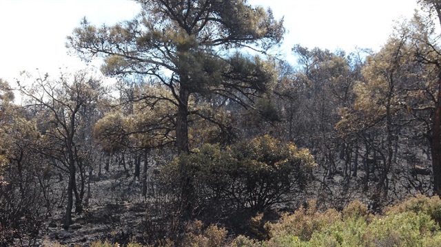 Amasya'da orman yangını haberi