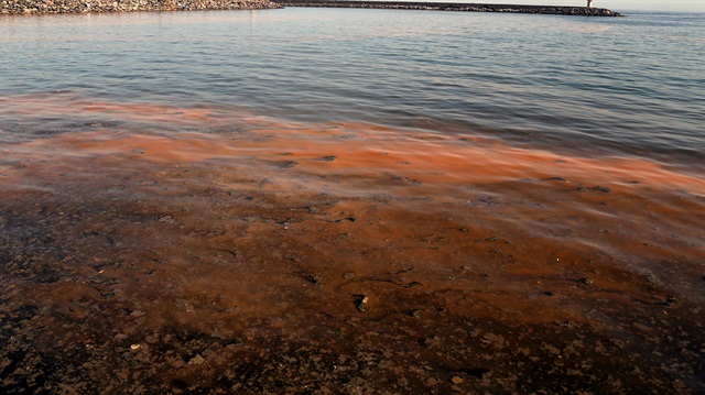 Plankton çoğaldı Marmara Denizi turuncuya büründü.