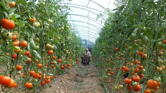Çileğiyle ünlü Silifke, domates üretiminde de iddialı bir konumda.