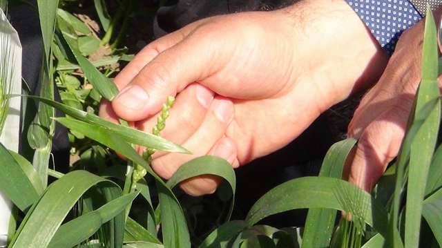 Türkiye’nin yüzde 100 yerli buğday tohumları Tekirdağ’da üretiliyor. 
