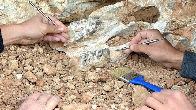 Nesli 66 milyon yıl önce tükenen "son Afrika dinozoru"nun fosilinin, o dönemde güney yarım kürenin farklı doğal yapısına ait önemli kanıt teşkil ettiği de kaydedildi.

