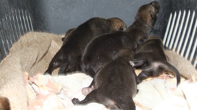 Bulunan kurt yavruları, Diyarbakır Milli Parklar Şube Müdürlüğüne verildi. 
