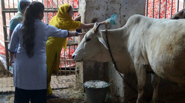 Hindistan'ın Uttar Pradesh eyaletinde inekler için acil servis hizmet veriliyor. 