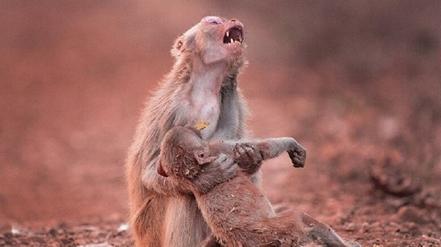 Anne maymun, yavrusu için gözyaşı döktü
