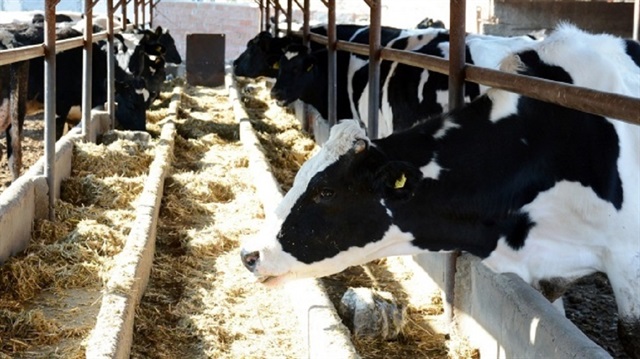 Mart ayında inek sütü üretimi 794 bin 111 ton oldu.