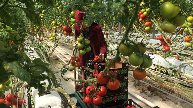 Çaldıran’da üretilen salkım domatesler seralardan ürün sınıfına göre 3 ila 5 lira arasında çıkış yapıyor.