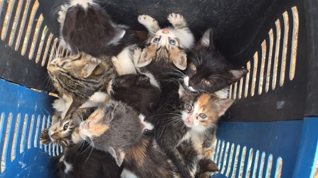 Ormanlık alanda ölüme terk edilen 60 yavru kediyi Eyüp Belediyesi ekipleri kurtardı.