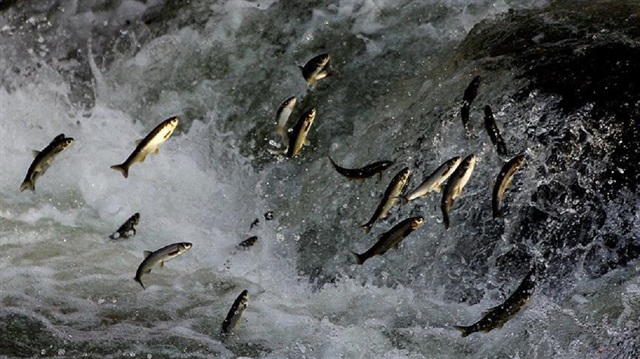 Üreme döneminde derelere giren balığı avlamak yasak. 5 Nisan'da başlayan av yasağı 15 Temmuz'da sona erecek.
