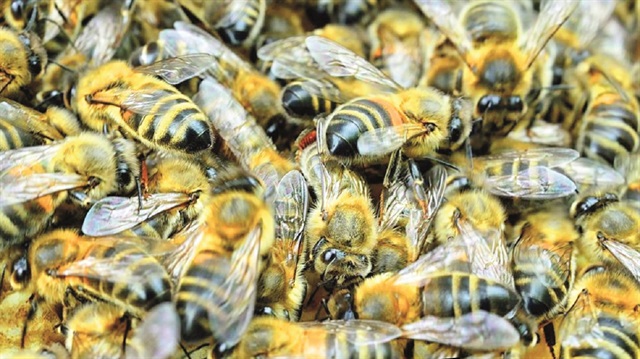 ​Evinden 120 bin arı çıktı!