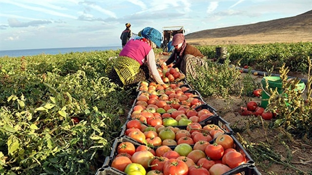 ​​الصادرات الزراعية التركية إلى السعودية تقفز 56 بالمئة في عام