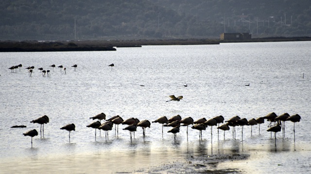 Flamingoların tek ayak üstünde durmalarının nedeni 'enerji tasarrufu' olarak açıklandı.