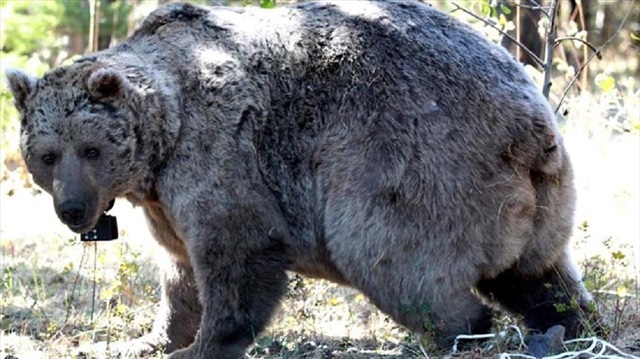 "الدببة الرمادية".. نموذج السياحة الصيفية في "قارص" التركية