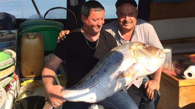 Amatör balıkçı, oltayla 1 metre boyunda 15 kilogram ağırlığında sinarit balığı yakaladı. 