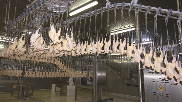 ​Rusya’ya tavuk ihracatı fiyatları etkilemeyecek