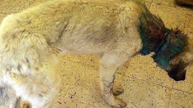 Boynuna lastik takılarak işkence edilen köpek bu halde bulundu. 