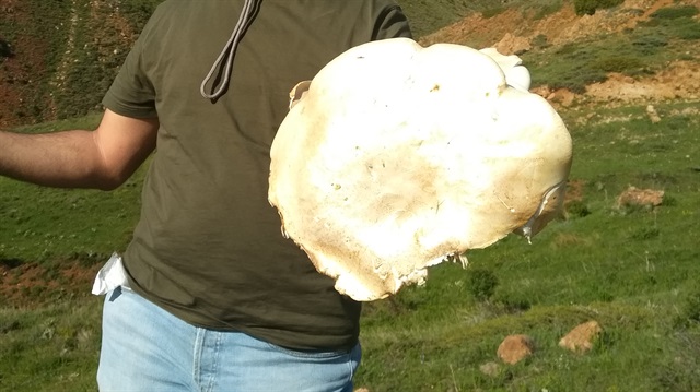 Erzincan'da bir vatandaş 5,5 kilogram ağırlığında çaşır mantarı buldu. 