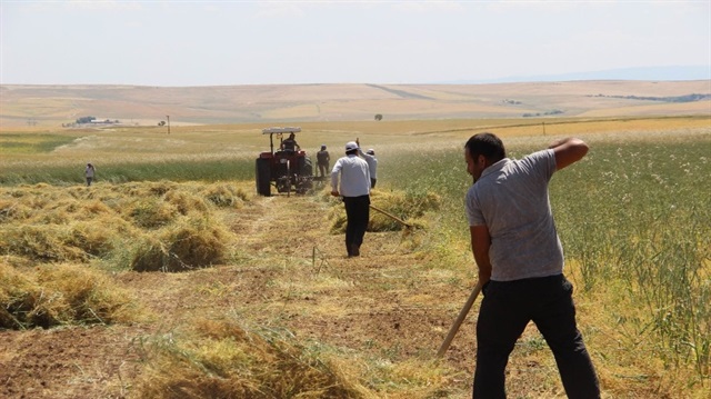 ​Diyarbakırlı çiftçiler mercimekten umutlu.