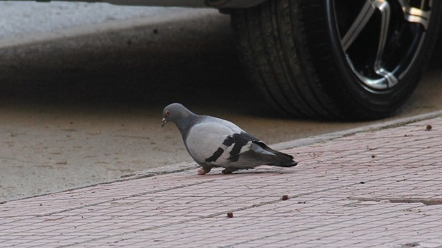 Adana'da ayakları kesilmiş güvercin bir süre kaldırımda yürüdükten sonra uçarak uzaklaştı.