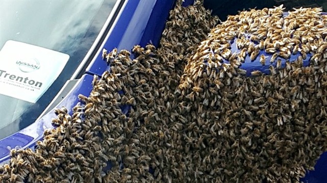 ​​İngiltere'nin Hull kentinde yaklaşık 20 bin arı bir arabaya üşüştü.