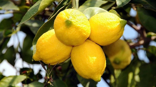 ​Ekşi limondan tatlı gelir