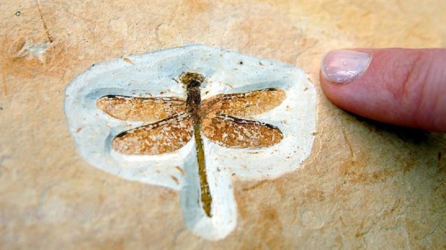 Normalde kanatları uzunluğu 3 ila 9 santimetre olan yusufçukların aksine bu fosilin tek kanat uzunluğunun 10 santimetre olduğu belirtildi