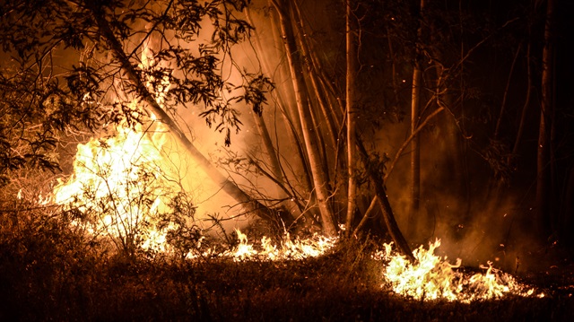 Portekiz'deki orman yangınında 63 ölü, 135 yaralı