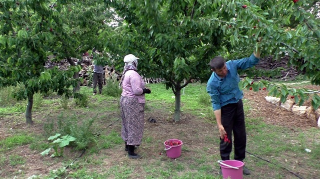 Aşağı Yakacık kirazı borsa usulü ile satılıyor.
