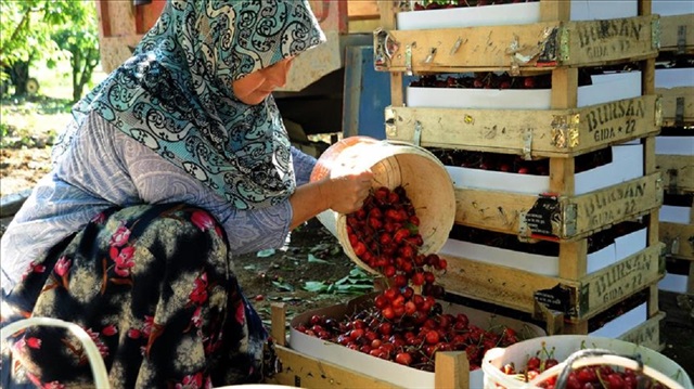 Rusya'ya kiraz ihracatı arttı.