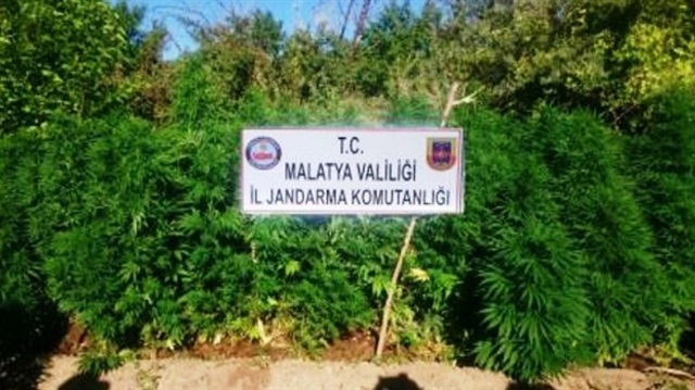 Malatya’da 3 bin 117 kök kenevir bitkisi ele geçirildi
