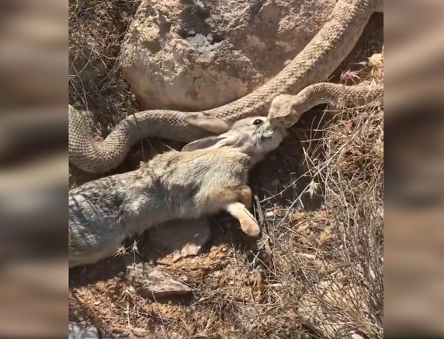 yilanin tavsan avi kamerada yeni safak