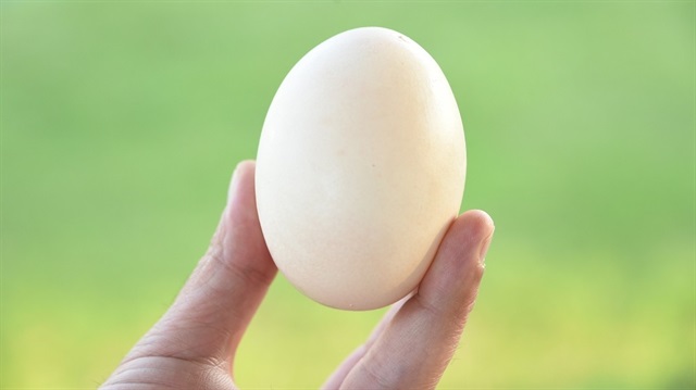 Yumurtadan yumurta çıktı