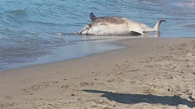 Karasu'da plaja ölü yunus balığı vurdu.