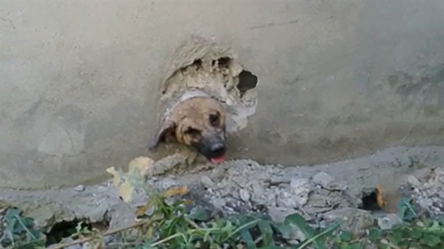Boynu boruya sıkışan köpek, duvar kırılarak kurtarıldı. 