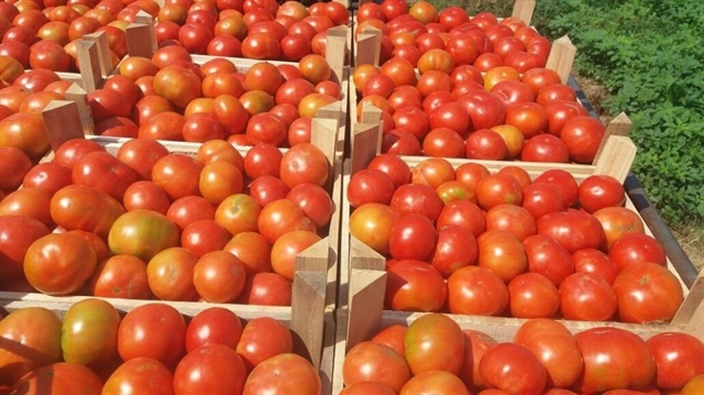 Geçen ay en fazla fiyat düşüşü ise yüzde 41,93 ile domateste gerçekleşti.