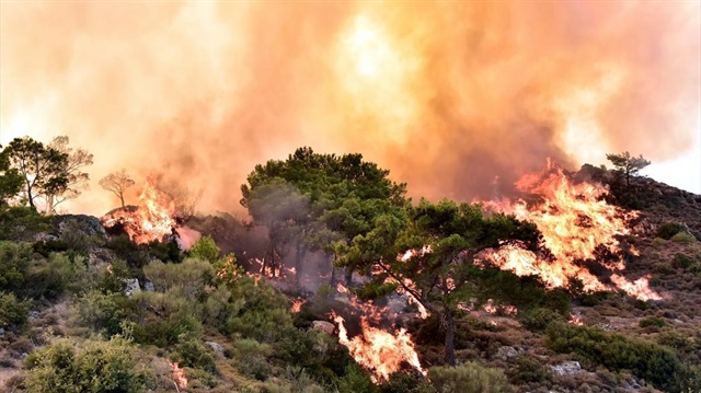 Muğla'daki orman yangınında 50 dönüm alan zarar gördü