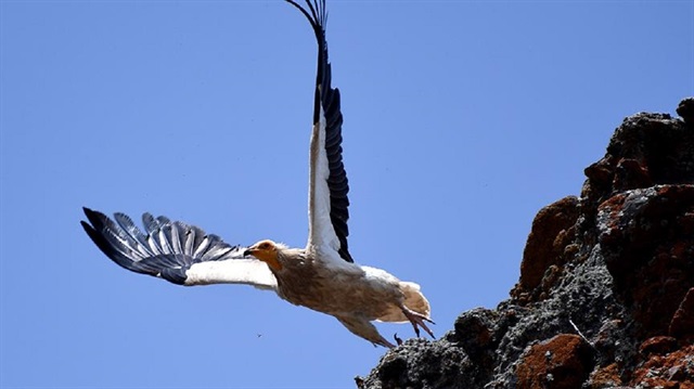 Araştırmacılar akbabaların 2004'ten bu yana soyu tüm dünyada en hızlı tükenen kuş grubu olduğunu ifade etti.