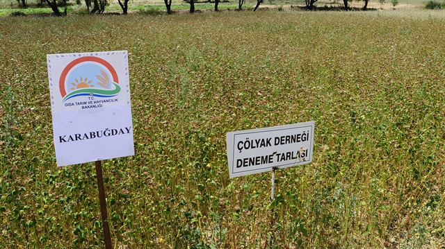 Çölyak hastaları için "ekmek" tarlası.