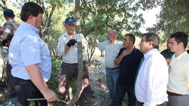 Çanakkale'de Antep fıstığı yetiştiriliyor. 