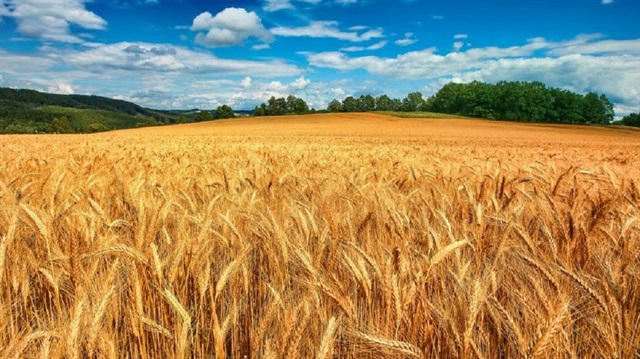 ​Buğday alım fiyatı açıklandı