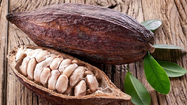 Yaz mevsiminde bronzluk için kullanılan ve içerisinde bol miktarda E vitamini bulunduran kakao yağı, aslında her mevsim önemli bir cilt bakım desteği olarak ta kullanılabilinir.