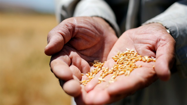 A farmer holds out grains of wheat in a field 