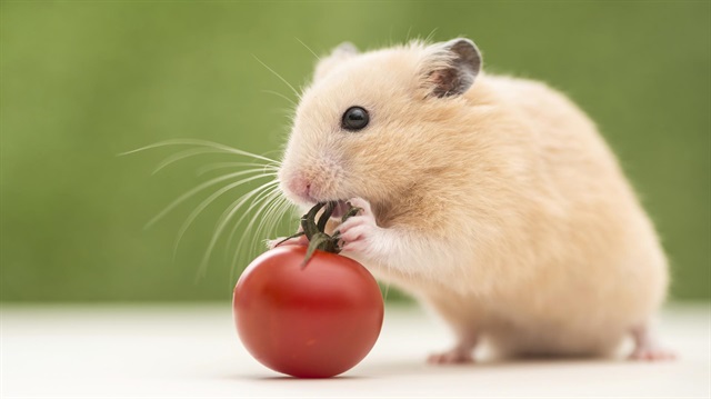 Domates, farelerde cilt kanseri riskini yarı yarıya azalttı