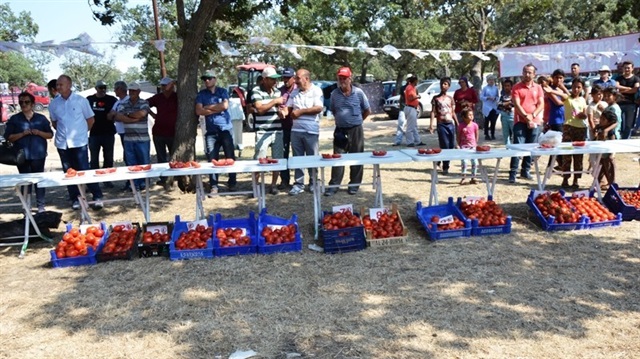  Ülkemizde üretilen domatesin yüzde 5’i Çanakkale’de üretiliyor.